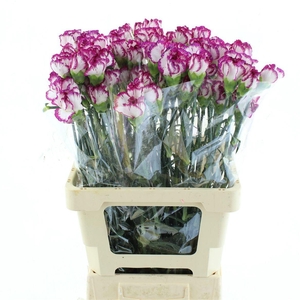 DI ST KIN WHITE CRIM