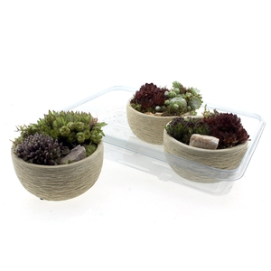 ARR SEMPERVIVUM