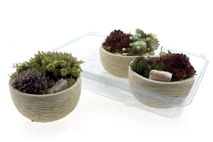 <h4>ARR SEMPERVIVUM</h4>