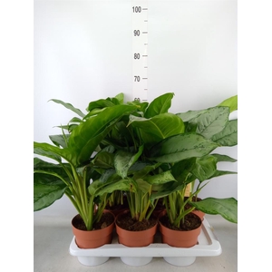 Aglaonema  'B.J. Freedman'