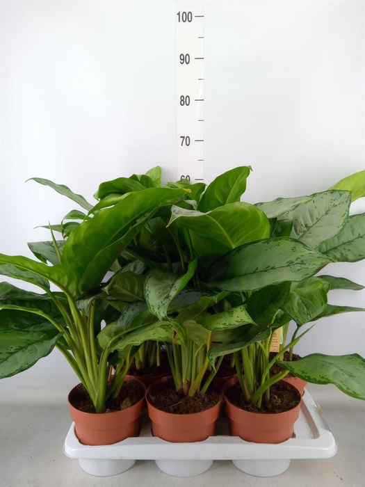 <h4>Aglaonema  'B.J. Freedman'</h4>