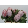 Protea Cynaroides
