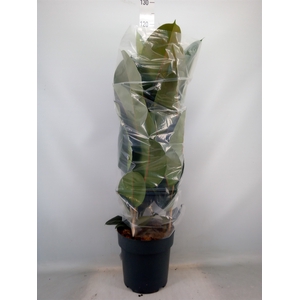 Ficus elastica   ...