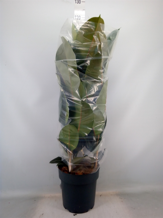 <h4>Ficus elastica   ...</h4>