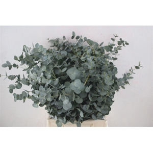 Euca Gunny Short 150gr P Bunch