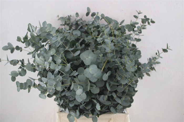 <h4>Euca Gunny Short 150gr P Bunch</h4>