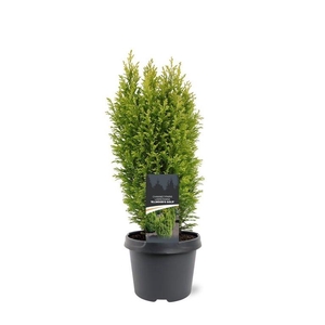 Chamaecyparis law. 'Ellwood's Gold'