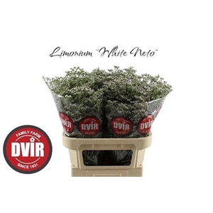 LIM WHITE NETO 80/70GR