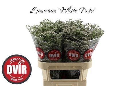 <h4>LIM WHITE NETO 80/70GR</h4>