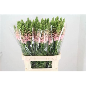 Antir Poto Earl Pink