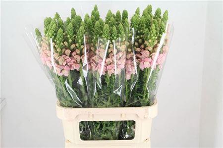 <h4>Antir Poto Earl Pink</h4>