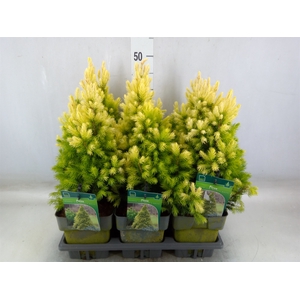 Picea glauca