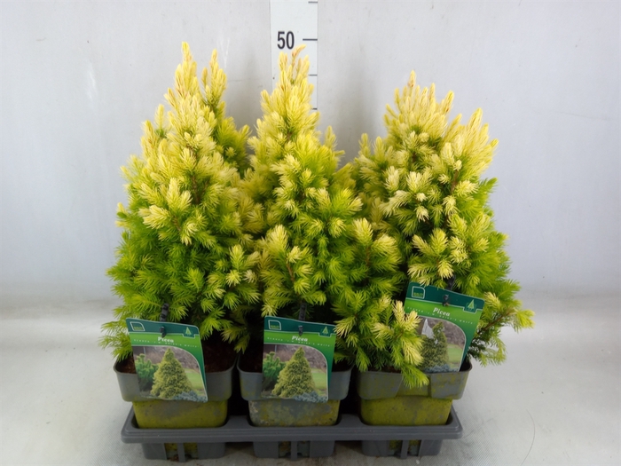 <h4>Picea glauca</h4>