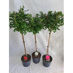 Roos op stam grootbloemig P23 80cm mix