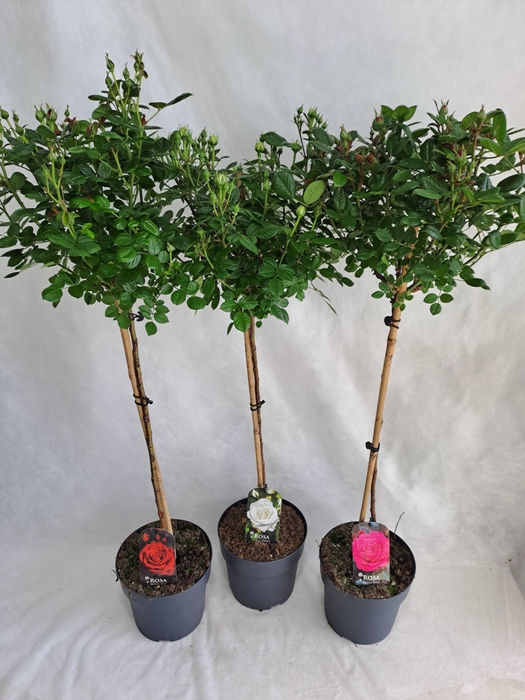 <h4>Roos op stam grootbloemig P23 80cm mix</h4>