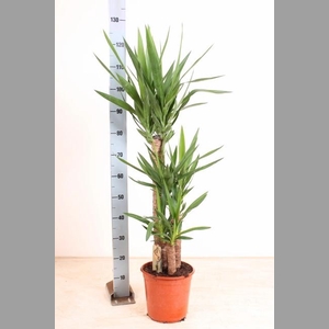YUCCA
