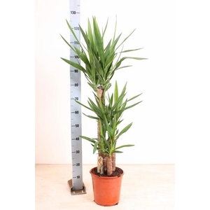YUCCA