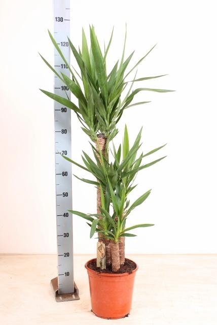 <h4>YUCCA</h4>