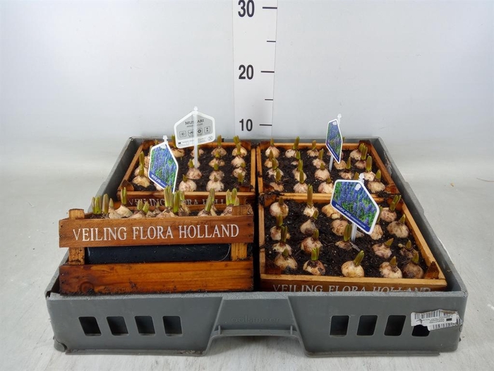 <h4>Arr.  Muscari L%</h4>