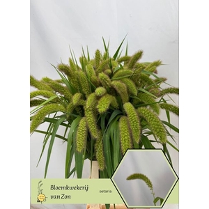 SETARIA IT VOLL MELK