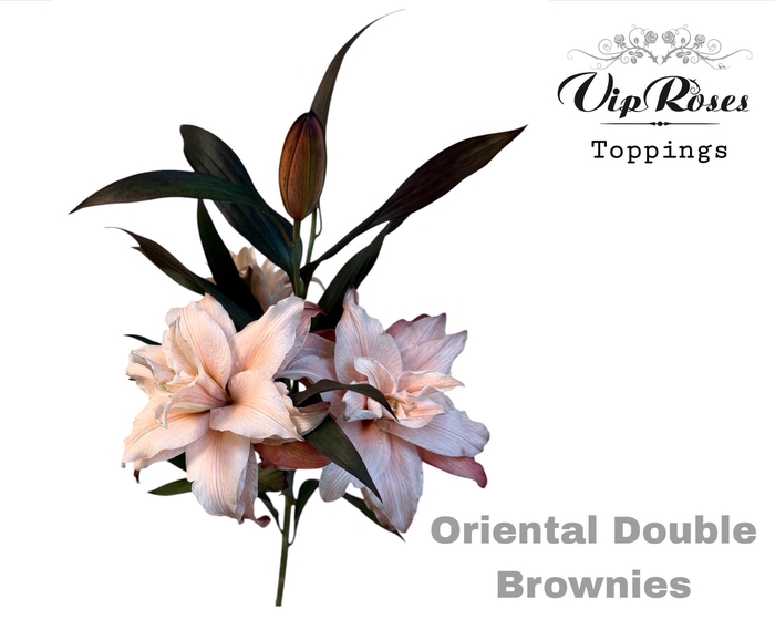 <h4>LI OR DU DOUBLE BROWNIES</h4>