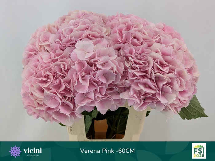 <h4>HYDR M CH VERENA</h4>
