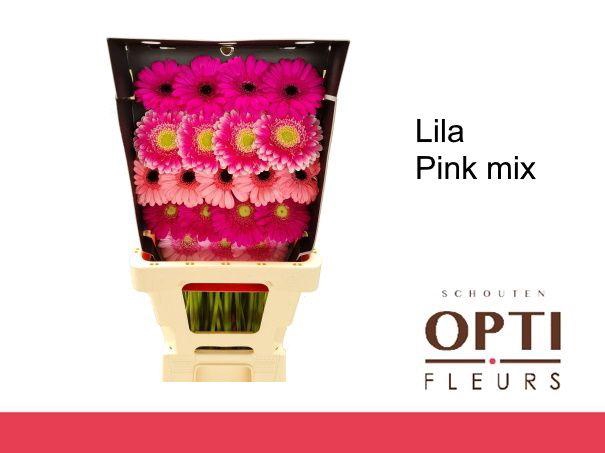 <h4>Germini Mix Lila - Pink Diamond</h4>