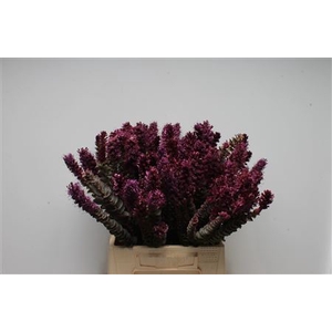 Kaaps Paranomus Purple
