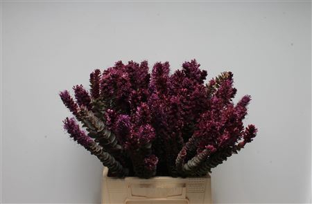 <h4>Kaaps Paranomus Purple</h4>