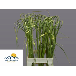 ALLIUM SAT OPHIOSCOR