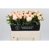 Paeonia In Full Sail