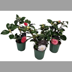 CAMELLIA JAPONICA