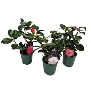CAMELLIA JAPONICA