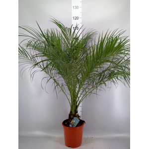 Phoenix roebelenii