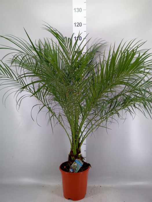 <h4>Phoenix roebelenii</h4>