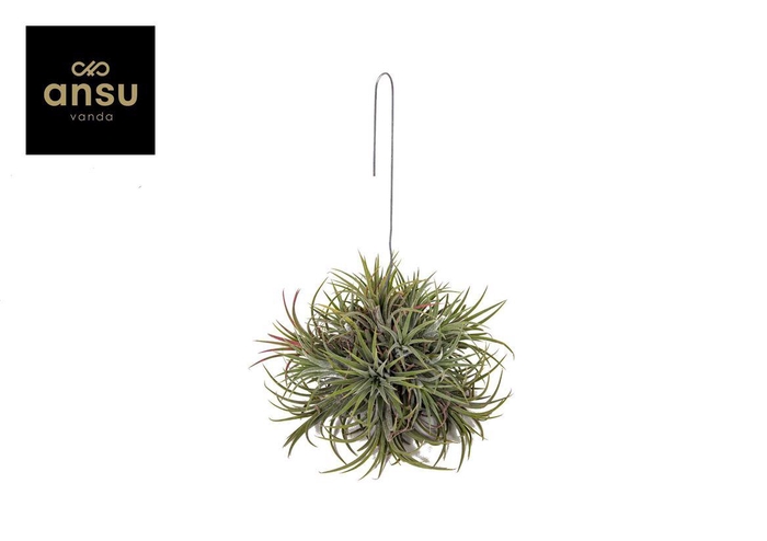 <h4>Tillandsia Ionantha Hang Large</h4>
