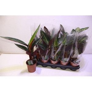 arr8 Calat Gem 2 Srt