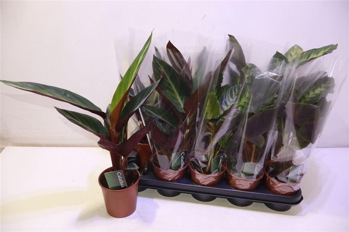 <h4>arr8 Calat Gem 2 Srt</h4>