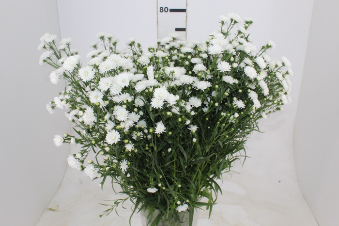 <h4>ASTER MARIANA MAÇO</h4>