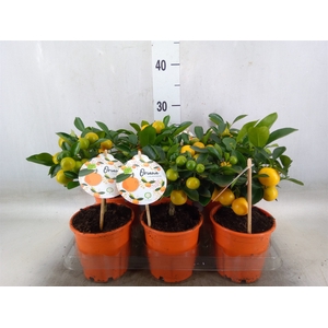 Citrofortunella microcarpa