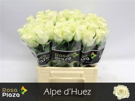 <h4>R Gr Alpe Dhuez</h4>
