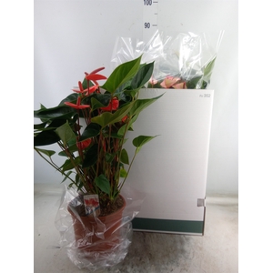 Anthurium   ...mix