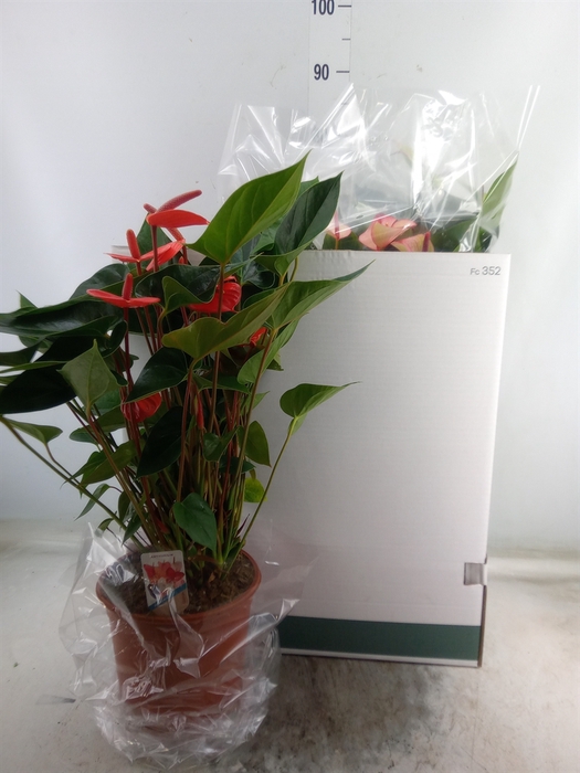<h4>Anthurium   ...mix</h4>