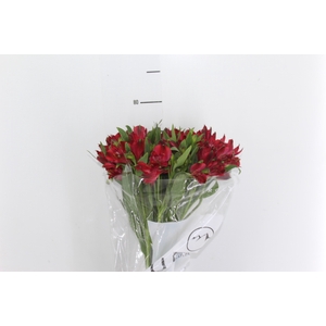ALSTROEMERIA NATALYA 080 CM
