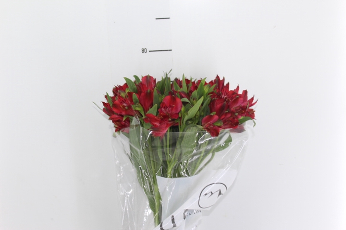 ALSTROEMERIA NATALYA 080 CM