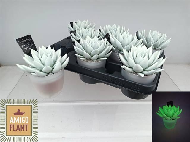 <h4>ECHEV MIRANDA</h4>