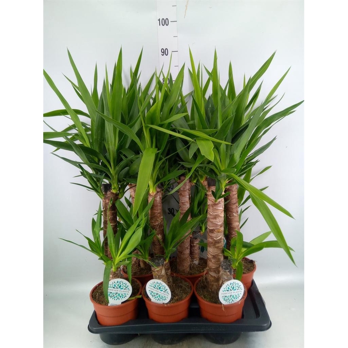 <h4>Yucca   ...</h4>