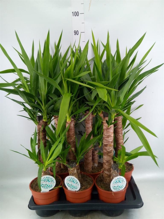 Yucca   ...