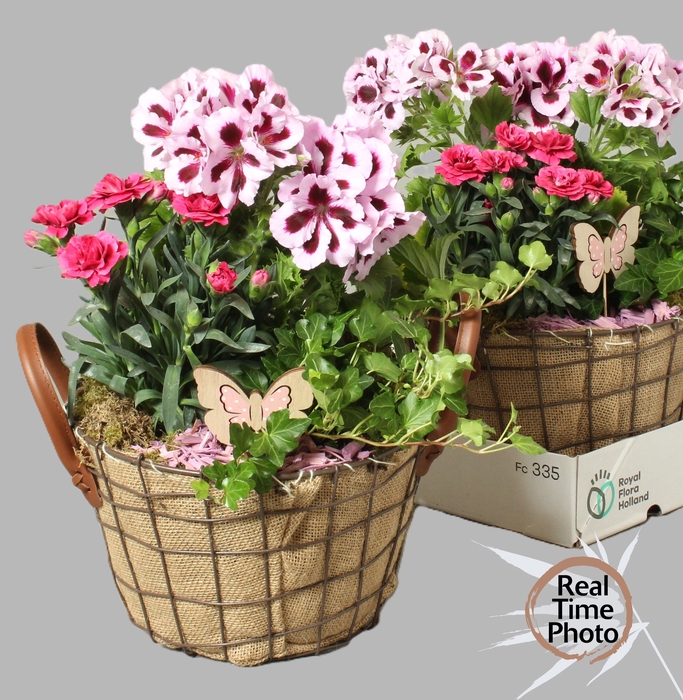 <h4>ARR TUINPLANTEN</h4>