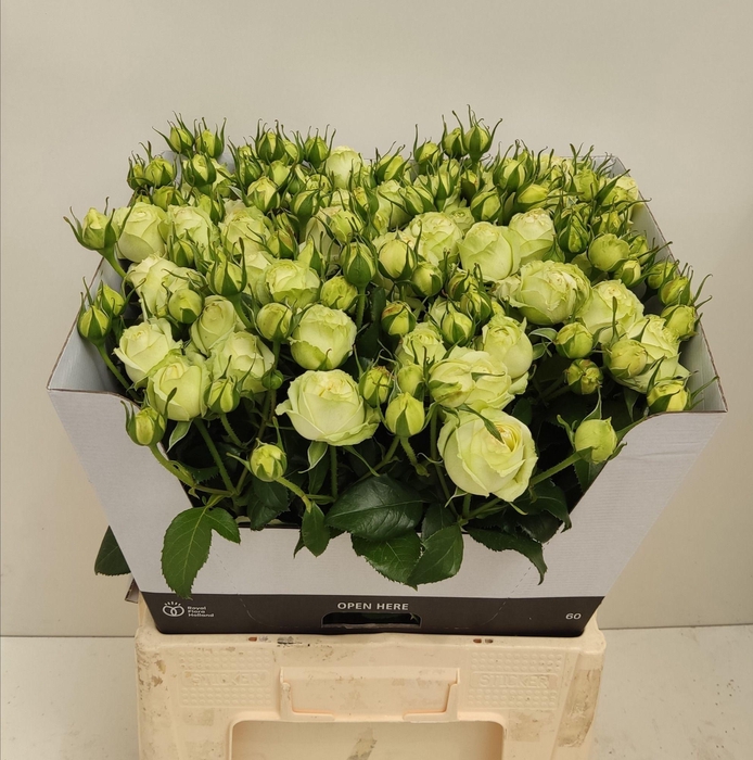 <h4>R TR WEDDING PIANO</h4>